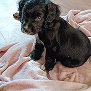 Oscar joined the competition — help win amazing prizes! adorable, animal, black_dog, blanket, canine, companion, cute, dog, domestic_animal, floor, fur, indoor, looking_up, pet, pink_blanket, puppy, sitting, small_dog, wooden_floor, young_dog