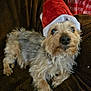 animal, brown_blanket, canine, christmas, christmas_hat, cozy, cute, cute_pet, dog, festive, fluffy, fur, holiday, holiday_season, indoors, pet, portrait, relaxed, santa_hat, small_dog