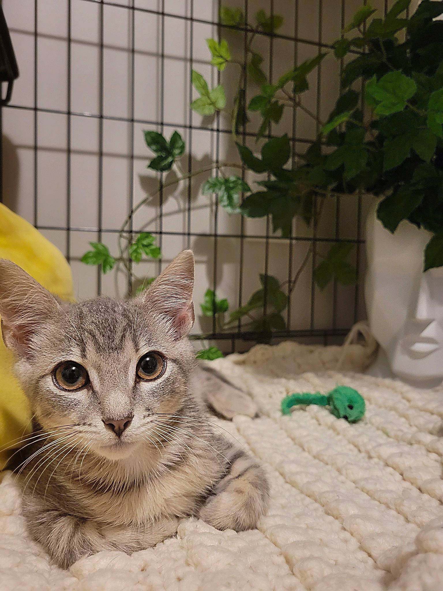 Munchkin joined the competition — help win amazing prizes! carnivore, cat, domestic_short_haired_cat, fawn, felidae, flooring, flowerpot, fur, grass, herb, houseplant, paw, pet_supply, plant, small_to_medium_sized_cats, snout, tail, terrestrial_animal, whiskers, window