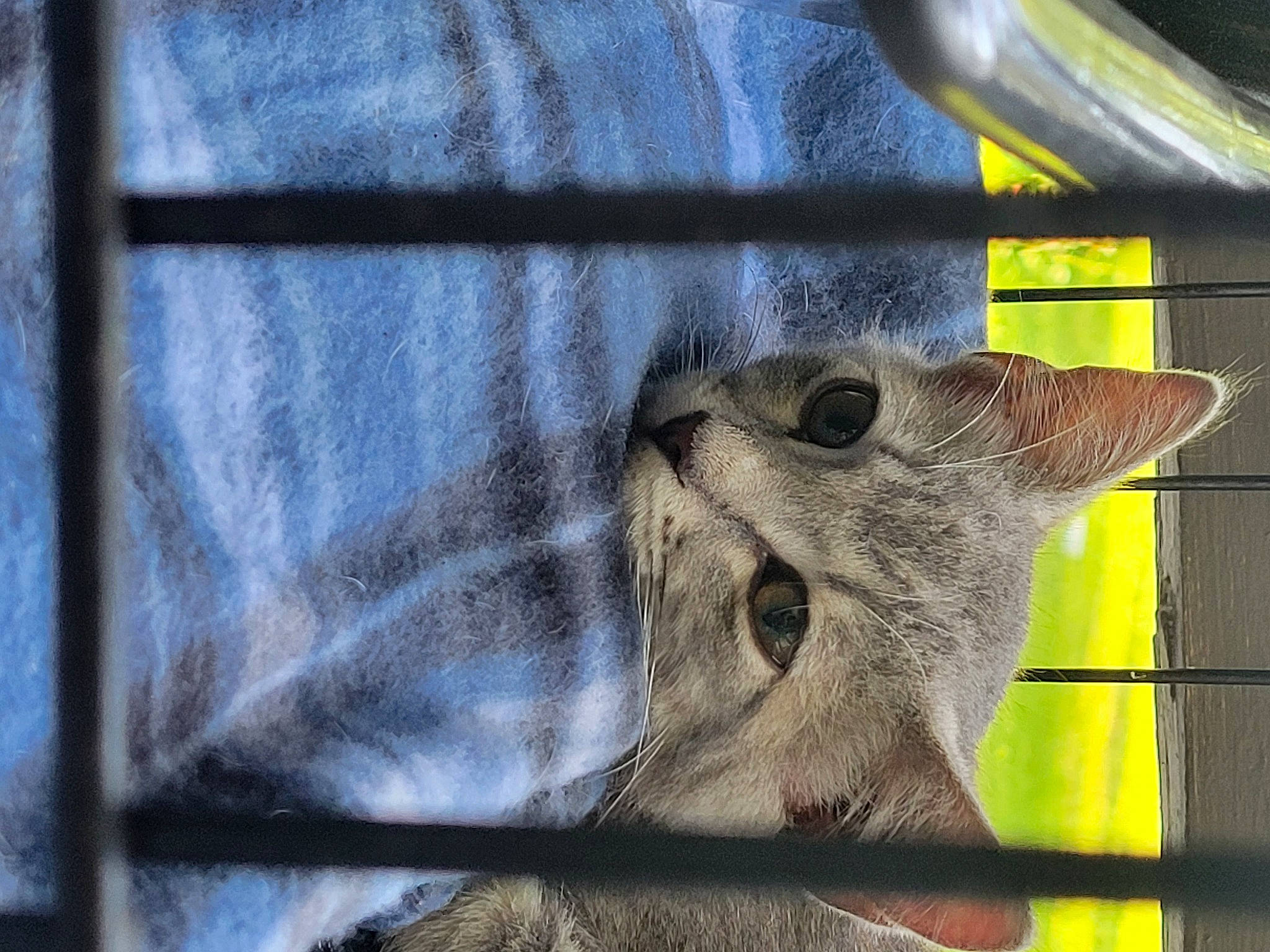 Munchkin is registered to the contest to win money with this photo: animal_shelter, carnivore, cat, claw, denim, domestic_short_haired_cat, electric_blue, fawn, felidae, fur, grey, pattern, small_to_medium_sized_cats, snout, tail, thread, whiskers, window, wood, wool