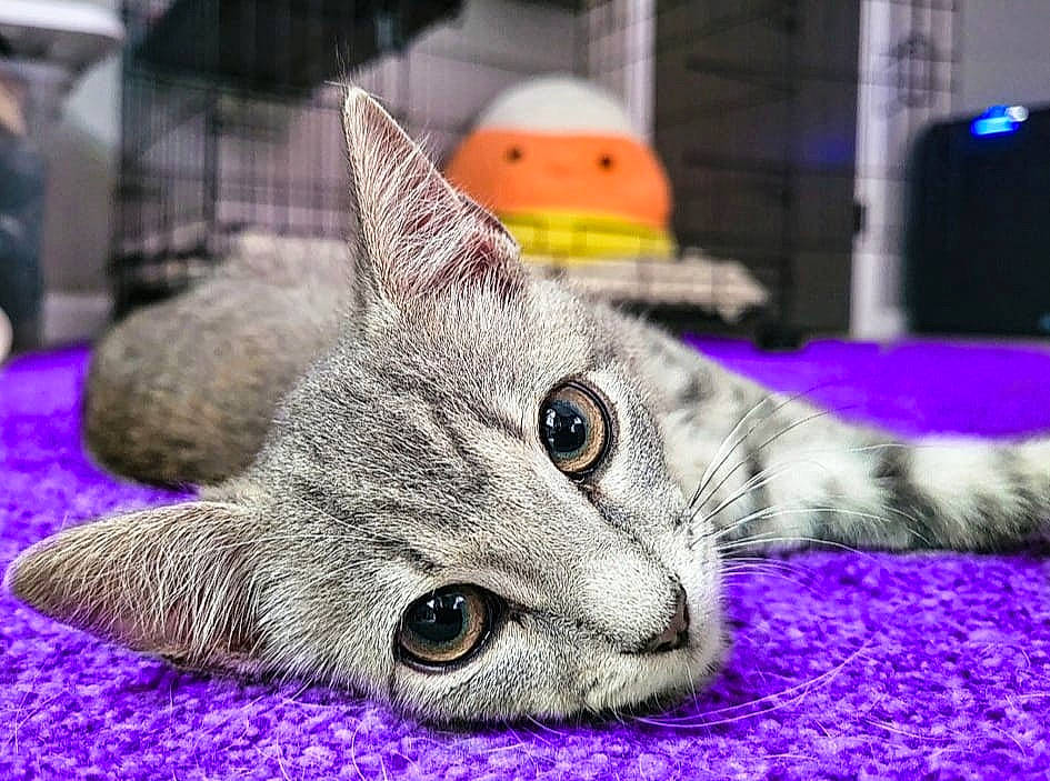 Munchkin is registered to the contest to win money with this photo: carnivore, cat, close_up, comfort, domestic_short_haired_cat, electric_blue, fang, felidae, fur, magenta, paw, purple, small_to_medium_sized_cats, snout, terrestrial_animal, whiskers, wildlife