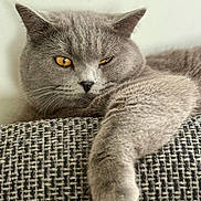 Moky a rejoint le concours — aidez-le/la à gagner de superbes lots ! amber_eyes, animal, cat, close_up, cozy, cute, domestic_cat, fabric, feline, fluffy, fur, gray_cat, indoor, paw, pet, portrait, relaxed, resting, texture, whiskers