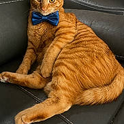 Halo joined the competition — help win amazing prizes! cat, ginger_cat, bow_tie, pet, feline, animal, indoor, couch, leather, relaxed, posing, orange_fur, whiskers, ears, tail, paw, domestic_cat, cute, portrait, cozy