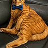 cat, ginger_cat, bow_tie, pet, feline, animal, indoor, couch, leather, relaxed, posing, orange_fur, whiskers, ears, tail, paw, domestic_cat, cute, portrait, cozy