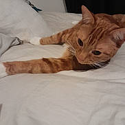 Orange is registered to the contest to win money with this photo: animal, bed, cat, closeup, comfort, cozy, curious, feline, fur, home, indoor, orange_tabby, pet, relaxed, resting, sleepy, soft, stretching, whiskers, white_paws