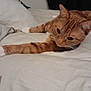 animal, bed, cat, closeup, comfort, cozy, curious, feline, fur, home, indoor, orange_tabby, pet, relaxed, resting, sleepy, soft, stretching, whiskers, white_paws