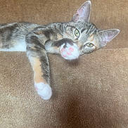 Savanna joined the competition — help win amazing prizes! animal, carpet, cat, claws, closeup, cute, ears, feline, fur, house, indoor, laying, paw, pet, pink_paw_pads, relaxed, resting, stairs, tabby, whiskers