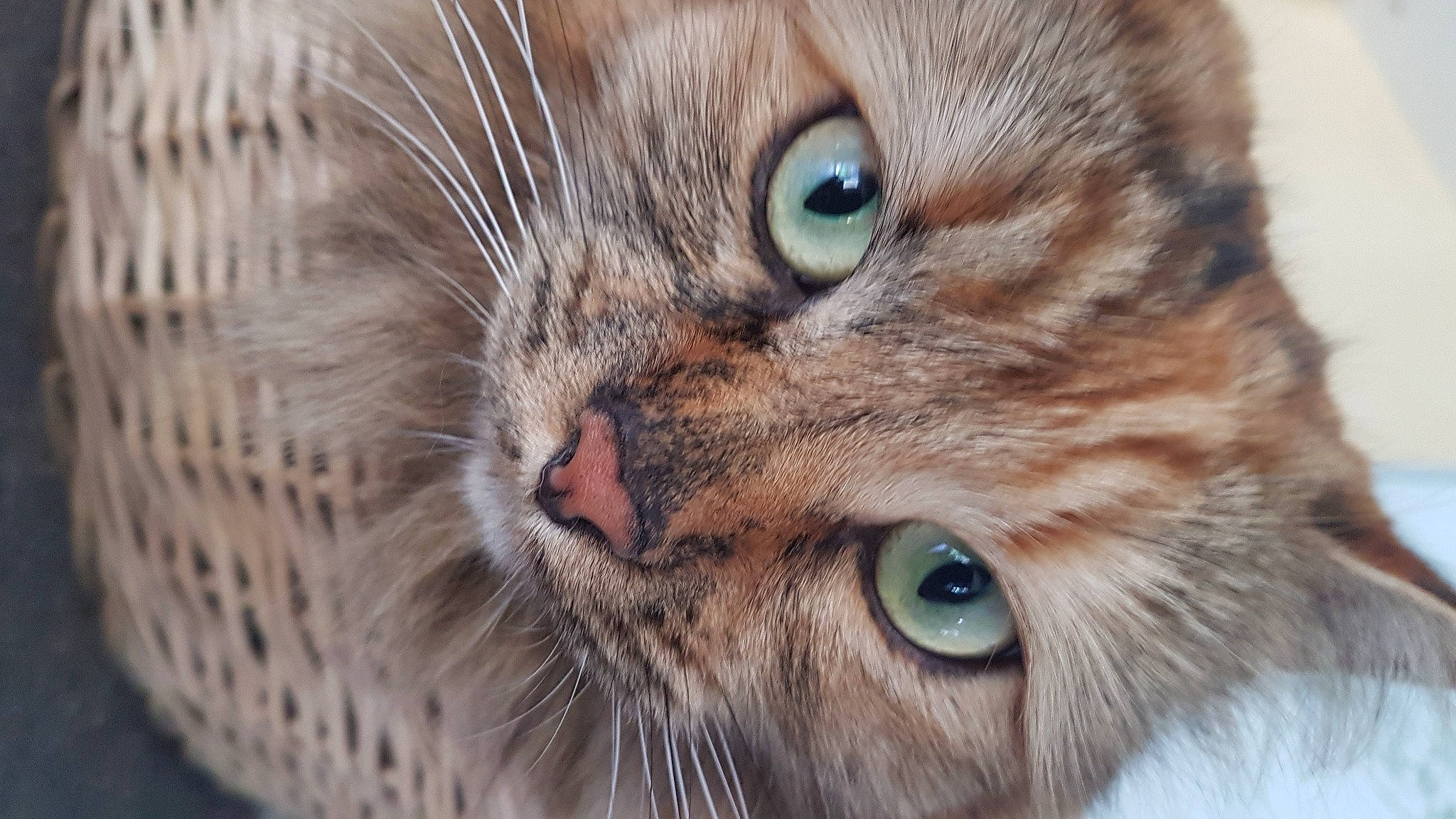 Rebelle a rejoint le concours — aidez-le/la à gagner de superbes lots ! carnivore, cat, close_up, curious, domestic_short_haired_cat, ear, fawn, felidae, fur, grass, iris, photography, siberian, small_to_medium_sized_cats, snout, terrestrial_animal, whiskers, wildlife