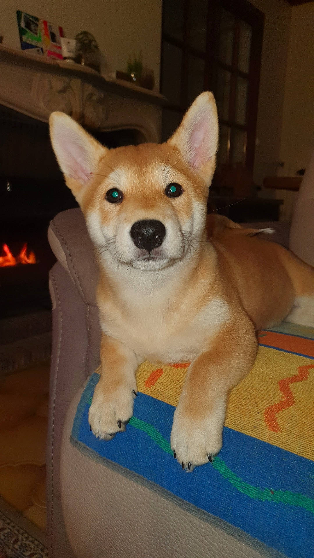 Replay a rejoint le concours — aidez-le/la à gagner de superbes lots ! ancient_dog_breeds, canidae, canis, carnivore, companion_dog, dingo, dog, dog_breed, fawn, flooring, fur, non_sporting_group, snout, spitz, sporting_group, tail, terrestrial_animal, whiskers, working_animal