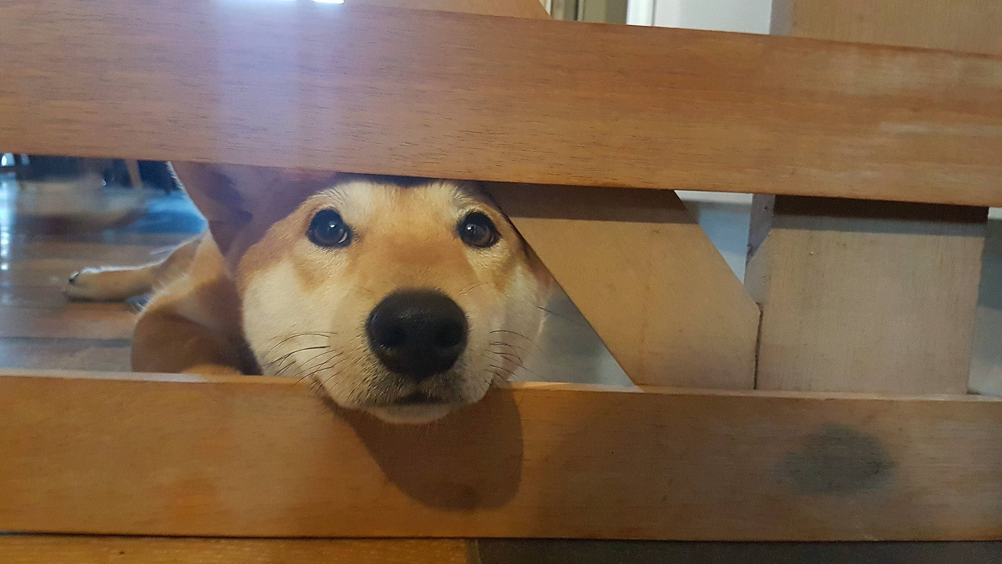 Replay a rejoint le concours — aidez-le/la à gagner de superbes lots ! ball, carnivore, companion_dog, dog, dog_breed, fawn, flooring, hardwood, paw, pet_supply, plank, plywood, rectangle, retriever, table, varnish, whiskers, wood, wood_stain, working_animal