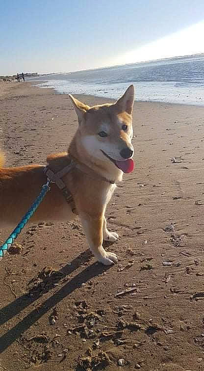 Replay participe au concours pour gagner de l'argent avec cette photo : beach, canidae, carnivore, cloud, collar, companion_dog, dog, dog_breed, fawn, ocean, pet_supply, sand, sky, snout, sporting_group, tail, water, wildlife, working_animal, working_dog