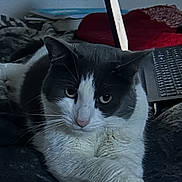 Mookie joined the competition — help win amazing prizes! animal, bed, black_and_white, blanket, cat, cozy, crossed_paws, cute, domestic_cat, feline, fur, indoor, laptop, paws, pet, relaxed, resting, screen, technology, whiskers