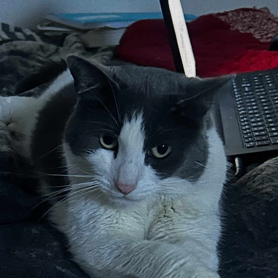 Mookie joined the competition — help win amazing prizes! animal, bed, black_and_white, blanket, cat, cozy, crossed_paws, cute, domestic_cat, feline, fur, indoor, laptop, paws, pet, relaxed, resting, screen, technology, whiskers