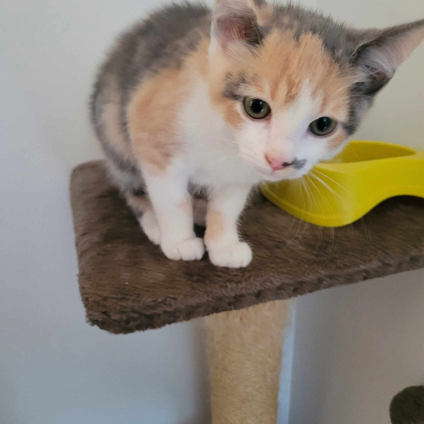 Perle a rejoint le concours — aidez-le/la à gagner de superbes lots ! abyssinian, angora, animal, barstool, cat, furniture, hardwood, kitten, manx, pet, plywood, shelf, siamese, sink, wood