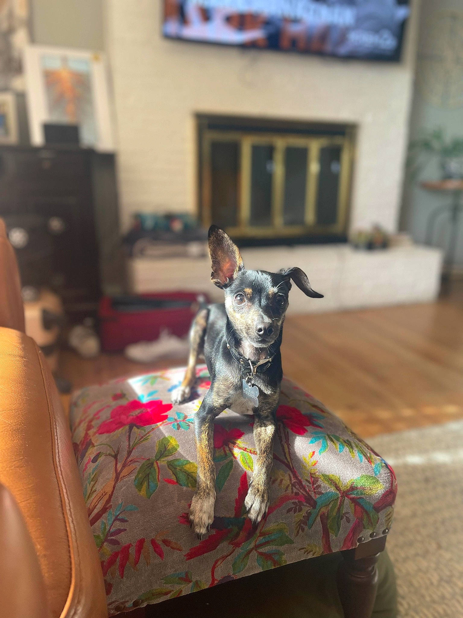 Guapo joined the competition — help win amazing prizes! art, carnivore, collar, comfort, companion_dog, dog, dog_breed, dog_collar, fawn, felidae, flooring, grey, picture_frame, sighthound, small_to_medium_sized_cats, snout, television, whiskers, wood, working_animal