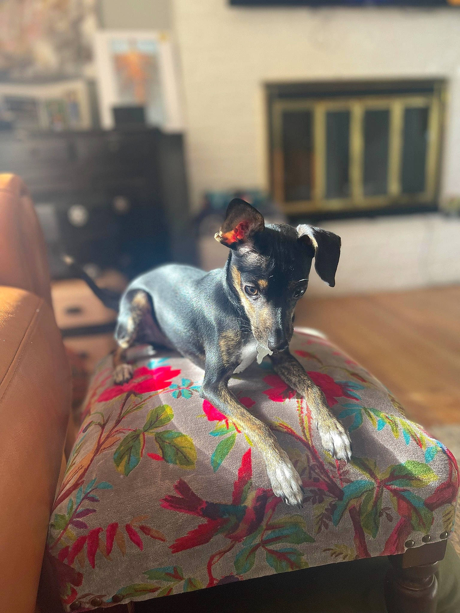 Guapo is registered to the contest to win money with this photo: canidae, carnivore, comfort, companion_dog, dog, dog_breed, dog_supply, fawn, fur, grey, guard_dog, house, pet_supply, picture_frame, room, sitting, snout, sporting_group, toy_dog, whiskers