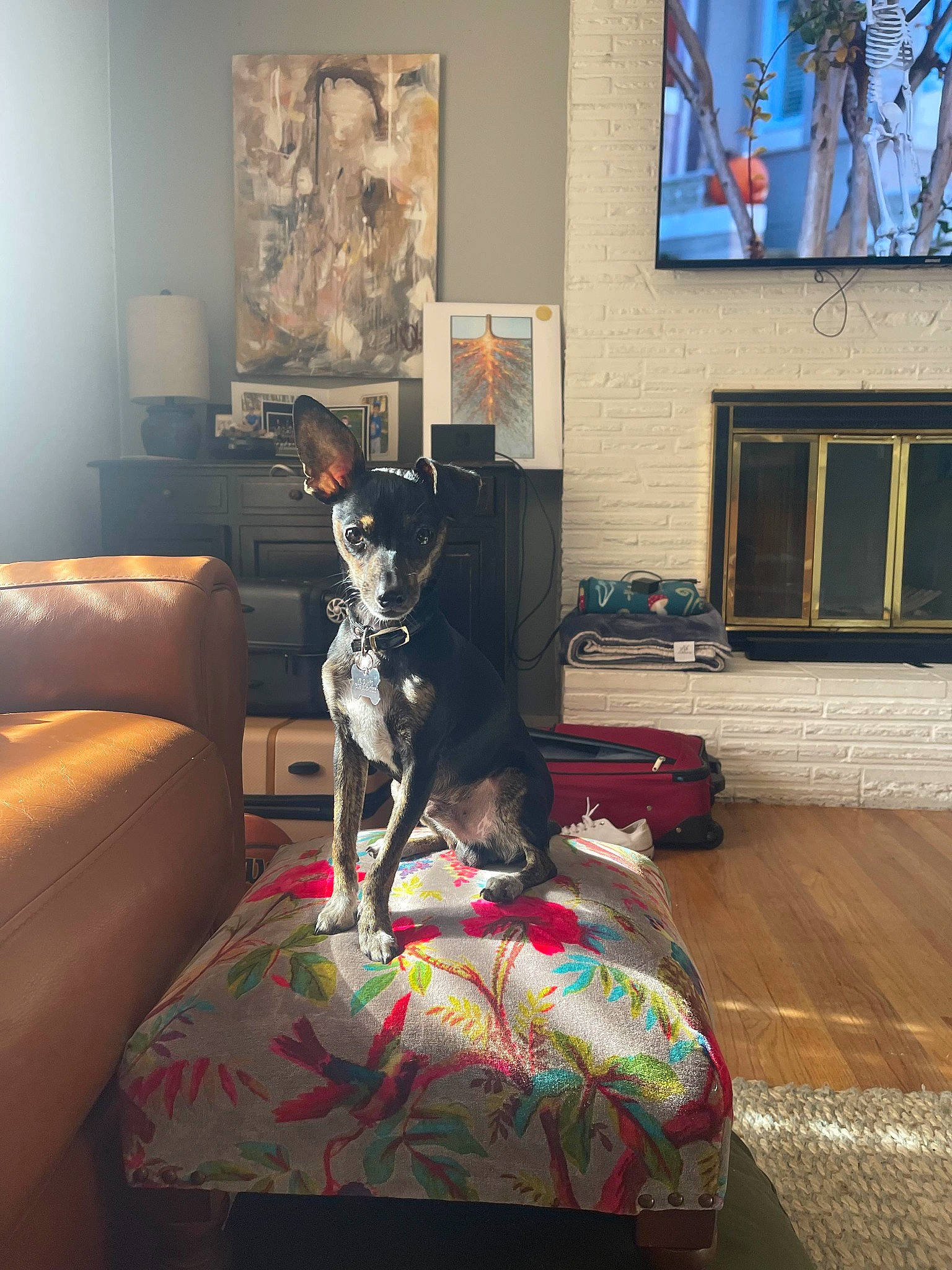 Guapo joined the competition — help win amazing prizes! art, carnivore, comfort, companion_dog, couch, dog, dog_breed, event, floor, flooring, hardwood, house, interior_design, living_room, mammal, picture_frame, room, sporting_group, television, wood