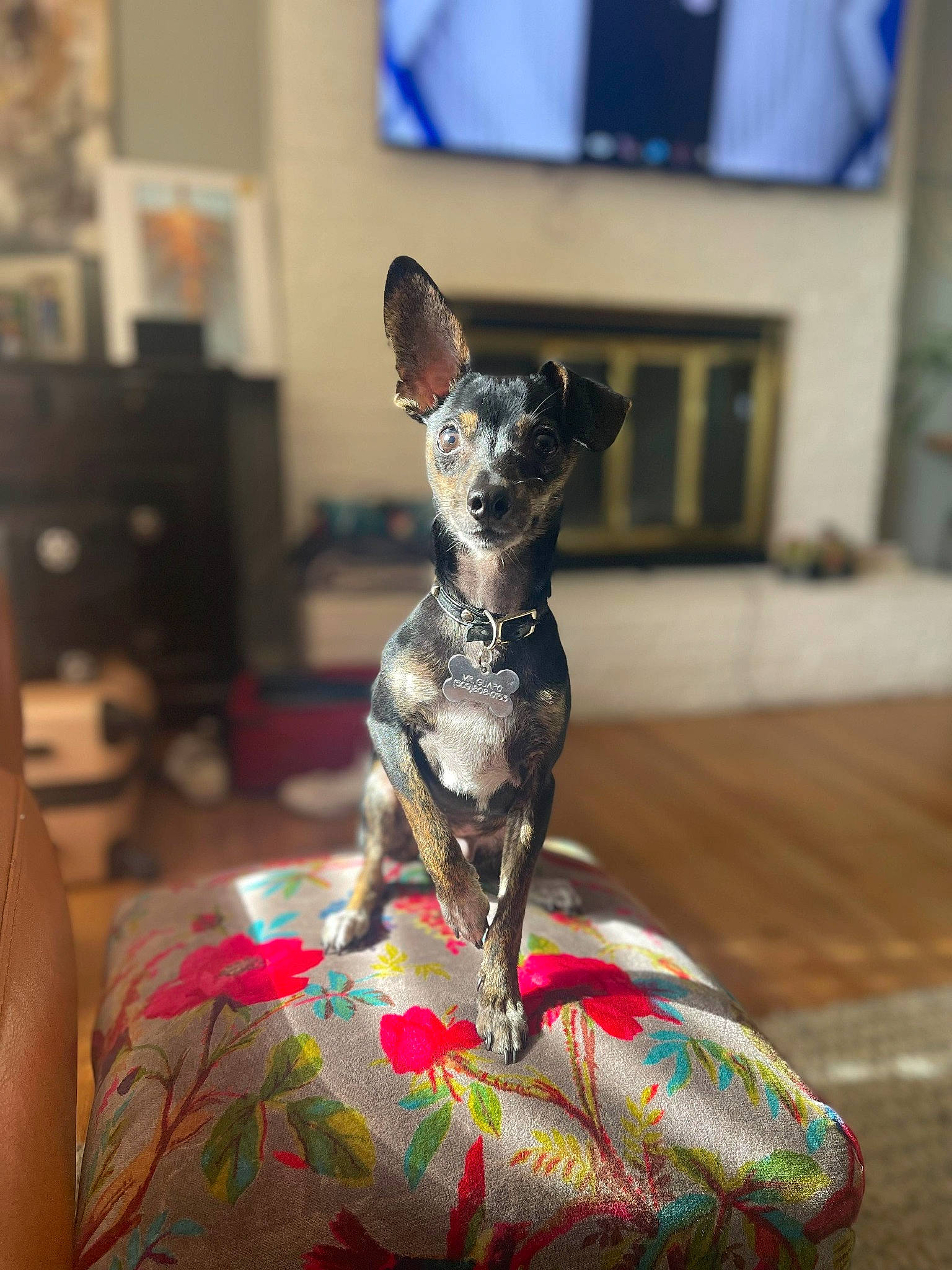 Guapo is registered to the contest to win money with this photo: art, blue, carnivore, companion_dog, dog, dog_breed, fawn, felidae, flooring, metal, pet_supply, picture_frame, sculpture, snout, tail, terrestrial_animal, toy_dog, whiskers, wood, working_animal