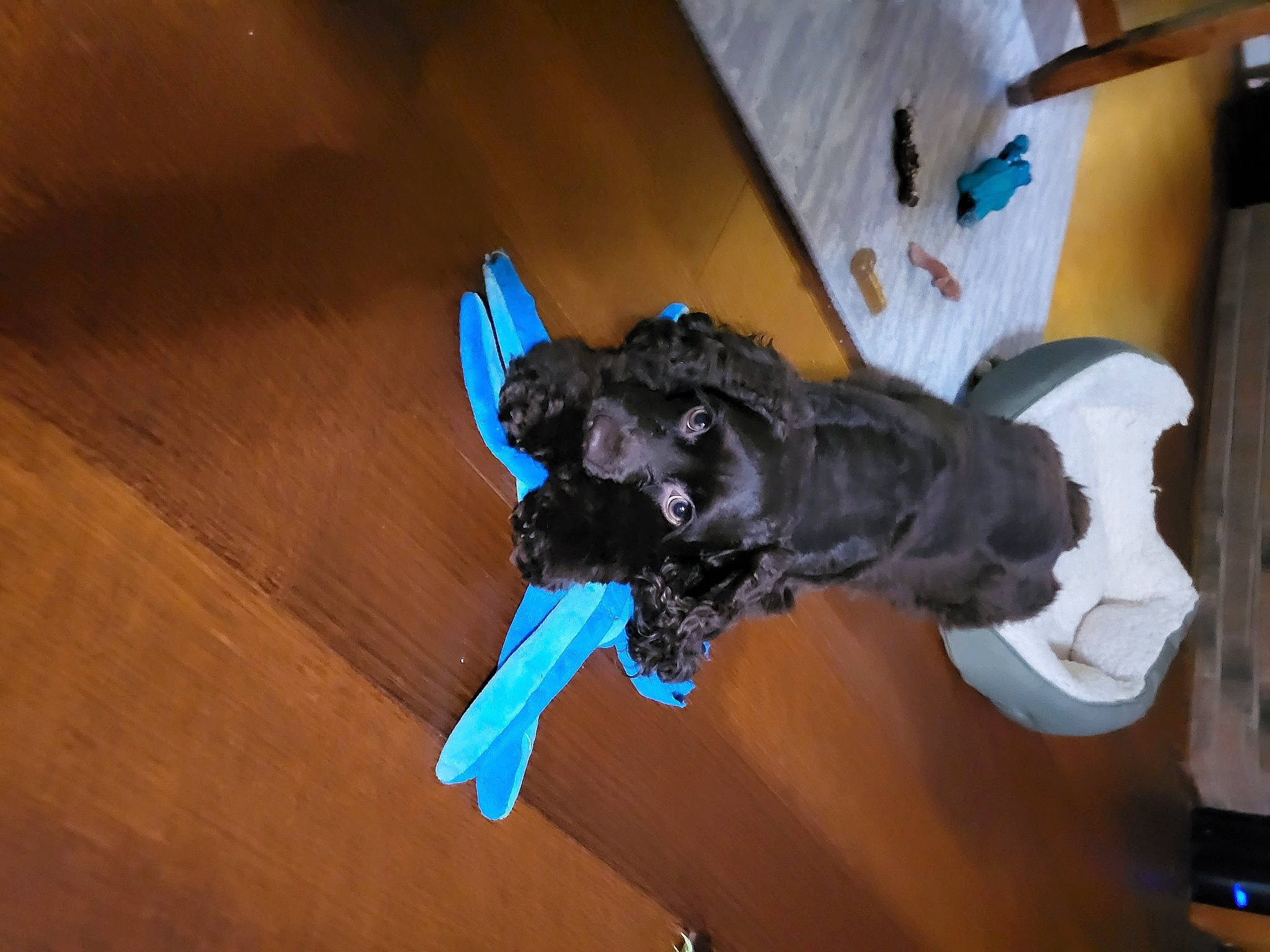 Coco Puff is registered to the contest to win money with this photo: canidae, carnivore, companion_dog, dog, dog_breed, dog_supply, electric_blue, felidae, flooring, fur, gesture, guard_dog, hardwood, non_sporting_group, sporting_group, tail, toy_dog, wing, wood