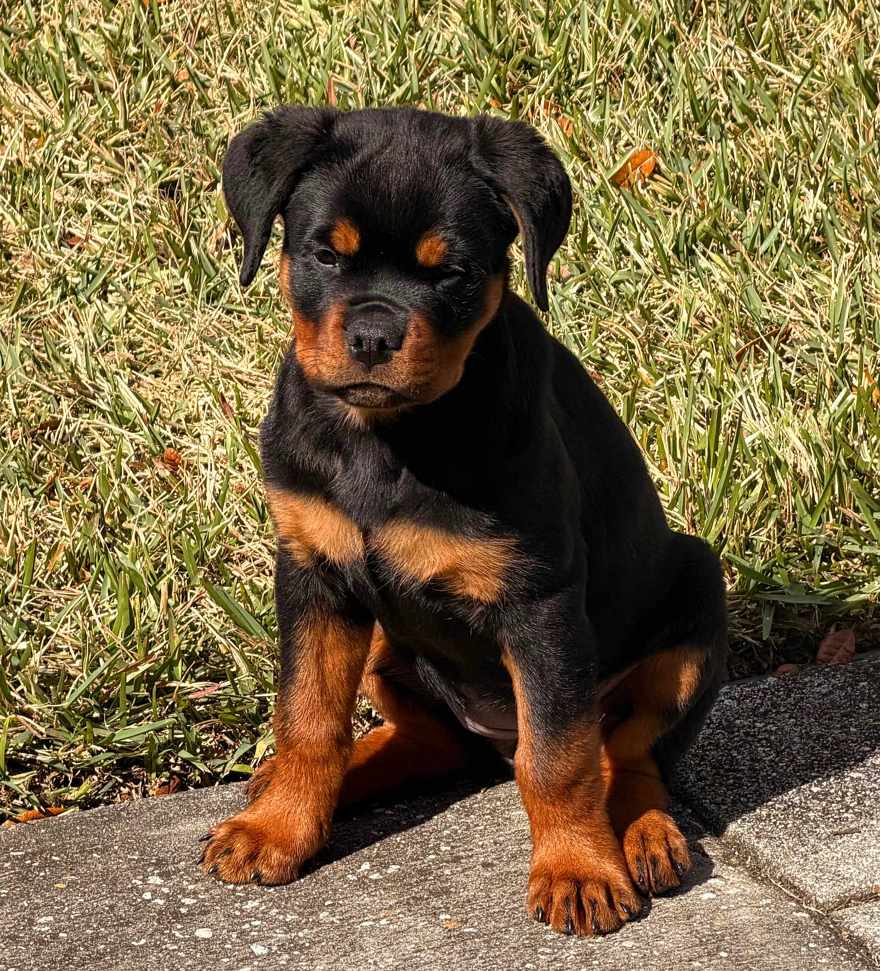 Zena joined the competition — help win amazing prizes! dog, puppy, rottweiler, grass, outdoor, paws, sitting, cute, pet, animal, portrait, sunlight, shadow, nose, ears, fur, black_and_tan, concrete, front_view, young