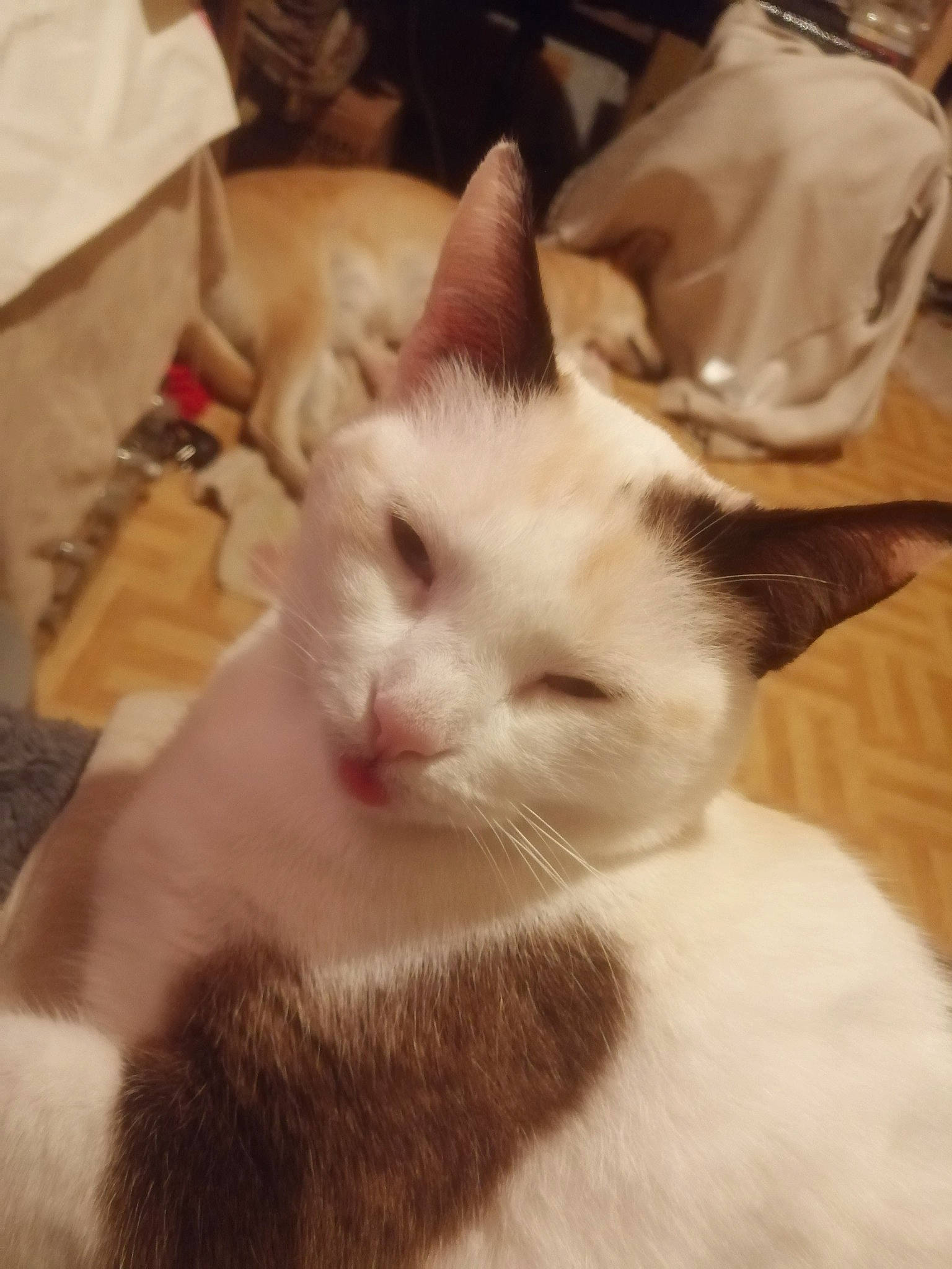 Crystal participe au concours pour gagner de l'argent avec cette photo : carnivore, cat, comfort, domestic_short_haired_cat, ear, felidae, fur, nap, paw, plastic_bag, serveware, small_to_medium_sized_cats, snout, tail, whiskers