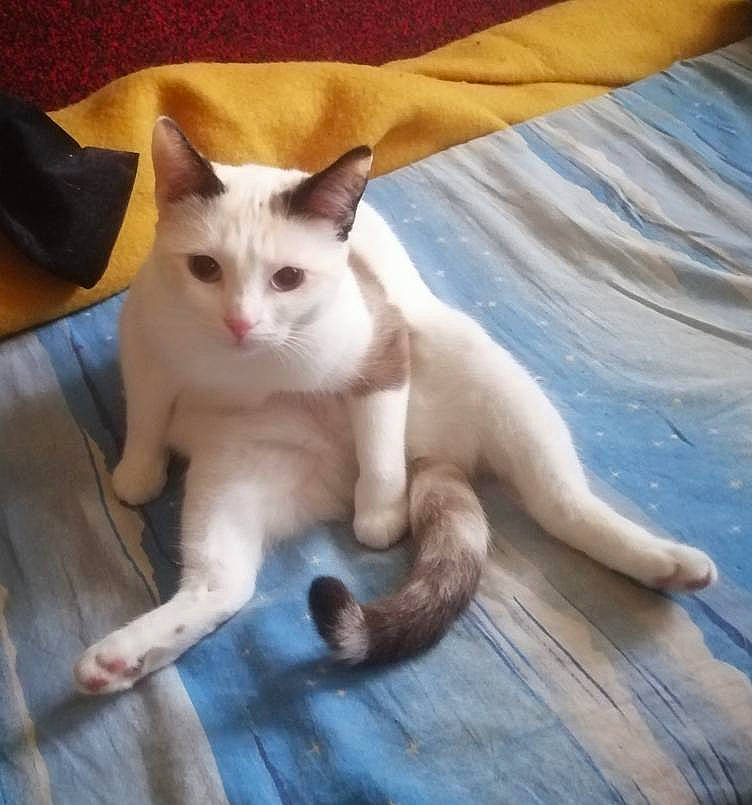 Crystal participe au concours pour gagner de l'argent avec cette photo : carnivore, cat, claw, comfort, domestic_short_haired_cat, eye, fawn, felidae, foot, fur, head, human_leg, paw, sitting, small_to_medium_sized_cats, snout, tail, toe, whiskers, wood