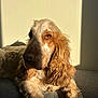 dog, golden_retriever, pet, animal, fur, long_ears, sunlight, shadow, gray_surface, beige_wall, indoors, relaxed, portrait, canine, companion, furry, laying_down, closeup, warm_light, calm