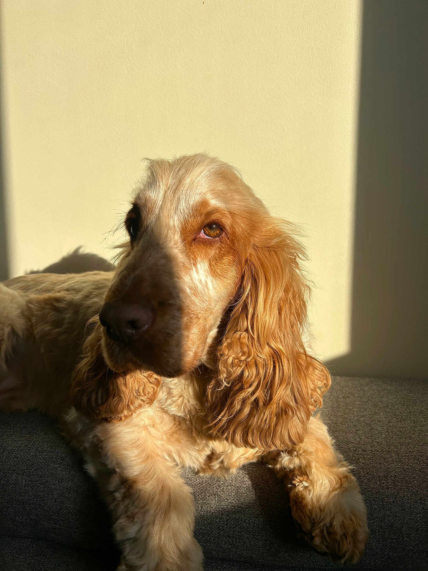 Ruben a rejoint le concours — aidez-le/la à gagner de superbes lots ! dog, golden_retriever, pet, animal, fur, long_ears, sunlight, shadow, gray_surface, beige_wall, indoors, relaxed, portrait, canine, companion, furry, laying_down, closeup, warm_light, calm