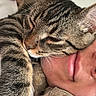 Akiro participe au concours pour gagner de l'argent avec cette photo : cat, tabby_cat, sleeping, person, face, close_up, stuffed_toy, couch, resting, cozy, indoor, feline, animal, pet, whiskers, fur, relaxation, companion, soft_toy, nap