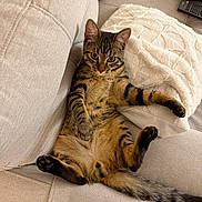 Akiro participe au concours pour gagner de l'argent avec cette photo : tabby_cat, cat, pet, animal, feline, relaxed, couch, sofa, beige, blanket, indoor, cozy, resting, fur, whiskers, tail, paw, striped, cute, domestic_cat