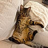tabby_cat, cat, pet, animal, feline, relaxed, couch, sofa, beige, blanket, indoor, cozy, resting, fur, whiskers, tail, paw, striped, cute, domestic_cat