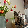 Akiro participe au concours pour gagner de l'argent avec cette photo : cat, tabby_cat, tulips, vase, flowers, kitchen, shelf, container, dry_goods, domestic, indoor, pet, animal, curious, striped_fur, natural_light, wooden_surface, still_life, houseplant, decor