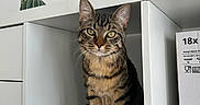 Akiro participe au concours pour gagner de l'argent avec cette photo : cat, tabby, sitting, shelf, cubbyhole, furniture, indoor, decor, cactus, toy, white, minimalistic, curious, green_eyes, pet, cute, animal, portrait, feline, houseplant
