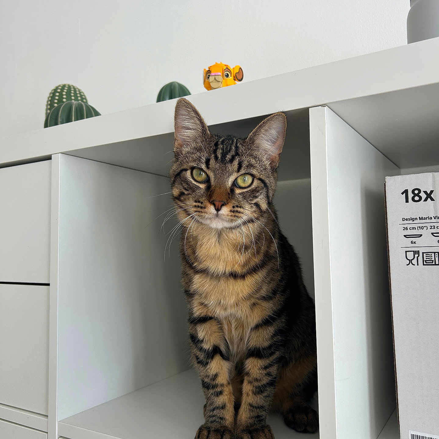 Akiro participe au concours pour gagner de l'argent avec cette photo : cat, tabby, sitting, shelf, cubbyhole, furniture, indoor, decor, cactus, toy, white, minimalistic, curious, green_eyes, pet, cute, animal, portrait, feline, houseplant