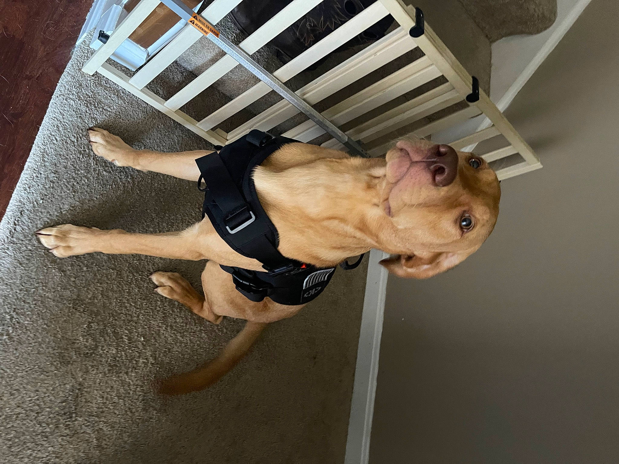 Wesson is registered to the contest to win money with this photo: adventure, canidae, carnivore, chest, dog, dog_breed, elbow, fawn, fun, human_body, human_leg, knee, leg, recreation, sporting_group, sportswear, thigh, trunk, wood, wrist