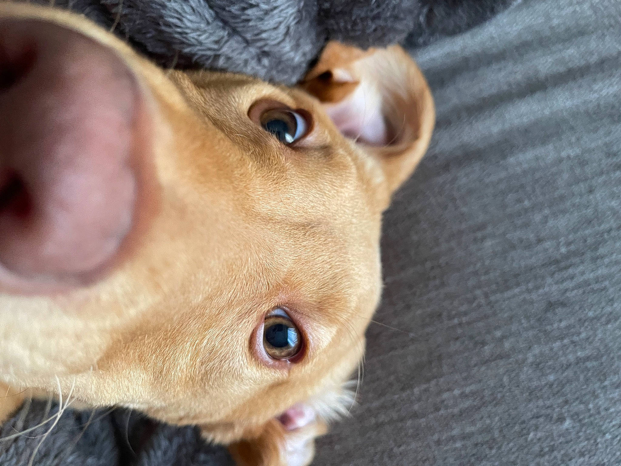 Wesson is registered to the contest to win money with this photo: carnivore, close_up, companion_dog, dog, dog_breed, ear, eye, eyelash, fawn, felidae, glasses, hat, iris, nose, selfie, small_to_medium_sized_cats, snout, whiskers, wood, wrinkle