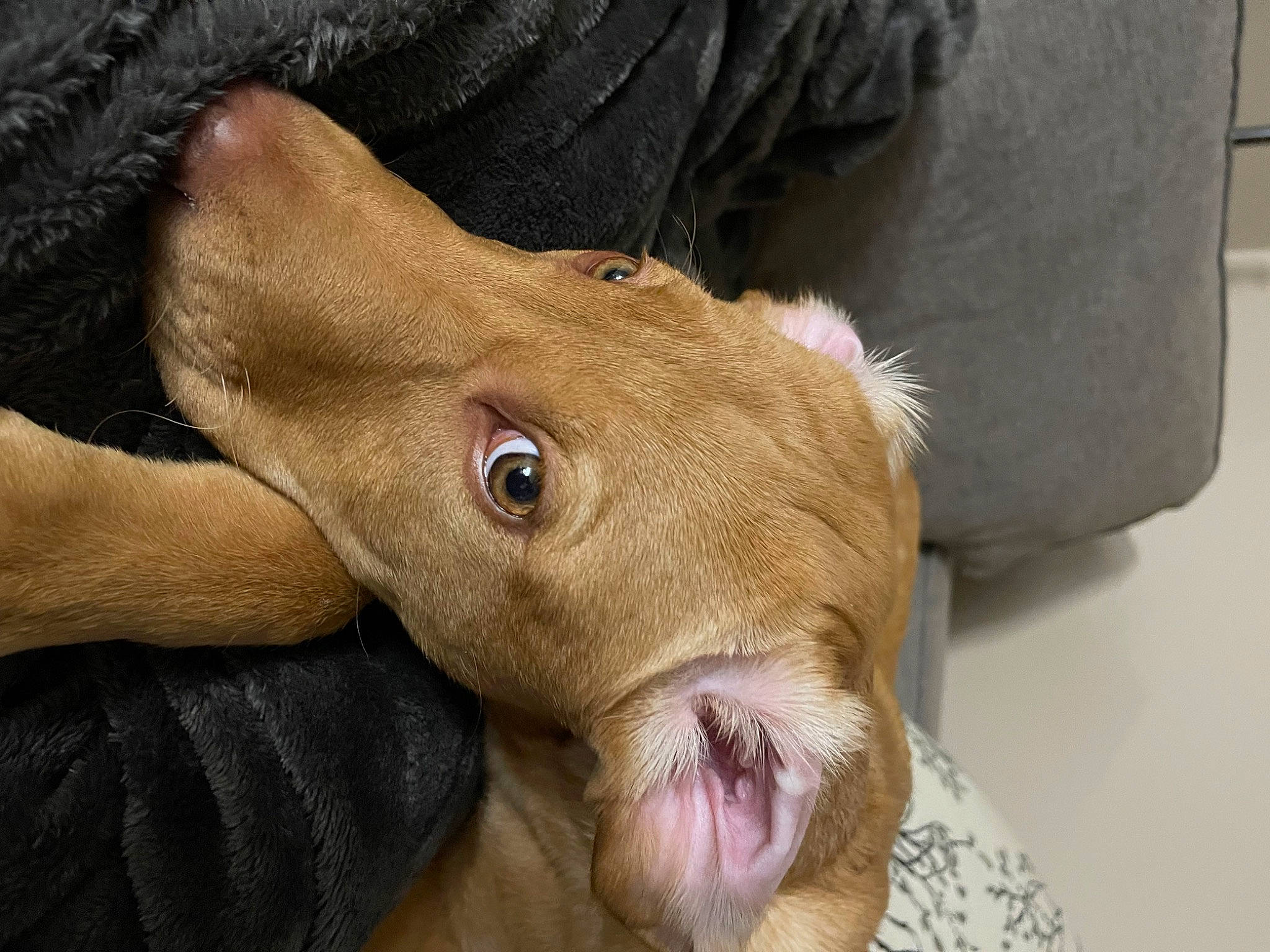 Wesson is registered to the contest to win money with this photo: close_up, dog_breed, ear, eye, fawn, fur, gesture, goat, head, human_body, iris, jaw, liver, livestock, snout, sporting_group, terrestrial_animal, whiskers, working_animal, wrinkle