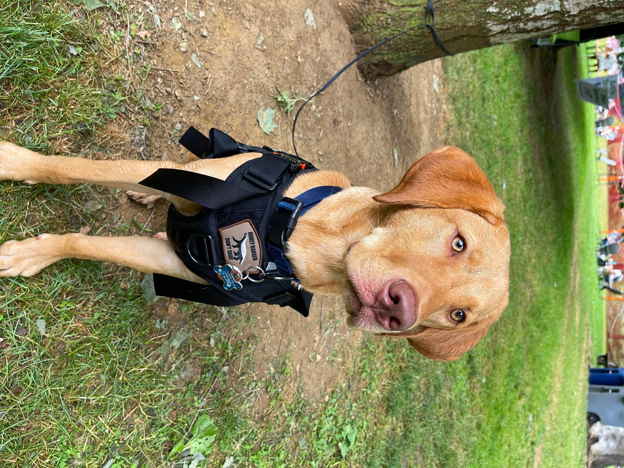 Wesson is registered to the contest to win money with this photo: bovine, canidae, carnivore, companion_dog, dog, dog_breed, dog_clothes, dog_supply, fawn, fun, grass, leash, personal_protective_equipment, plant, snout, sporting_group, tail, tree, wood, working_animal