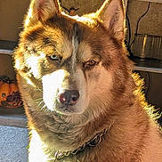 Titan is registered to the contest to win money with this photo: animal, blue_eye, brown_eye, brown_fur, chain_collar, close_up, cozy, dog, fur, golden_light, heterochromia, home, husky, indoors, looking_away, pet, portrait, pumpkin, shelf, sunlight