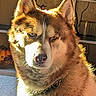 animal, blue_eye, brown_eye, brown_fur, chain_collar, close_up, cozy, dog, fur, golden_light, heterochromia, home, husky, indoors, looking_away, pet, portrait, pumpkin, shelf, sunlight