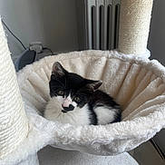 Moka a rejoint le concours — aidez-le/la à gagner de superbes lots ! animal, black_and_white, cat, cat_tree, comfortable, cozy, cute, fluffy, fur, hammock, indoor, kitten, looking, pet, relaxed, resting, small, soft, whiskers, young