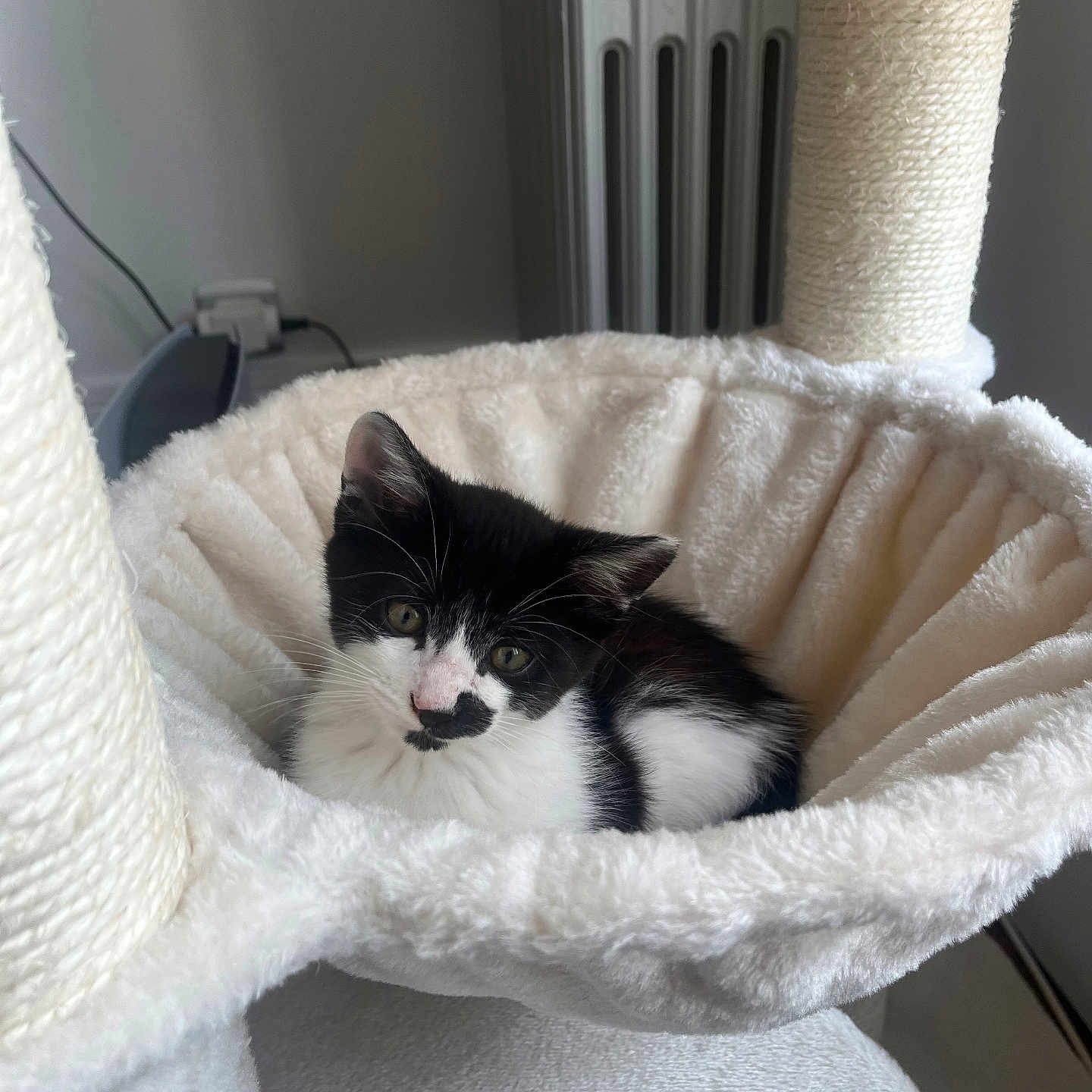 Moka a rejoint le concours — aidez-le/la à gagner de superbes lots ! animal, black_and_white, cat, cat_tree, comfortable, cozy, cute, fluffy, fur, hammock, indoor, kitten, looking, pet, relaxed, resting, small, soft, whiskers, young