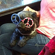 Meatball joined the competition — help win amazing prizes! dog, pet, glasses, peace_sign, black_dog, indoor, person, jeans, pink_shirt, lap, window, casual, funny, accessory, seated, furry, animal, relaxed, home, companion