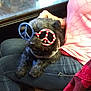 dog, pet, glasses, peace_sign, black_dog, indoor, person, jeans, pink_shirt, lap, window, casual, funny, accessory, seated, furry, animal, relaxed, home, companion