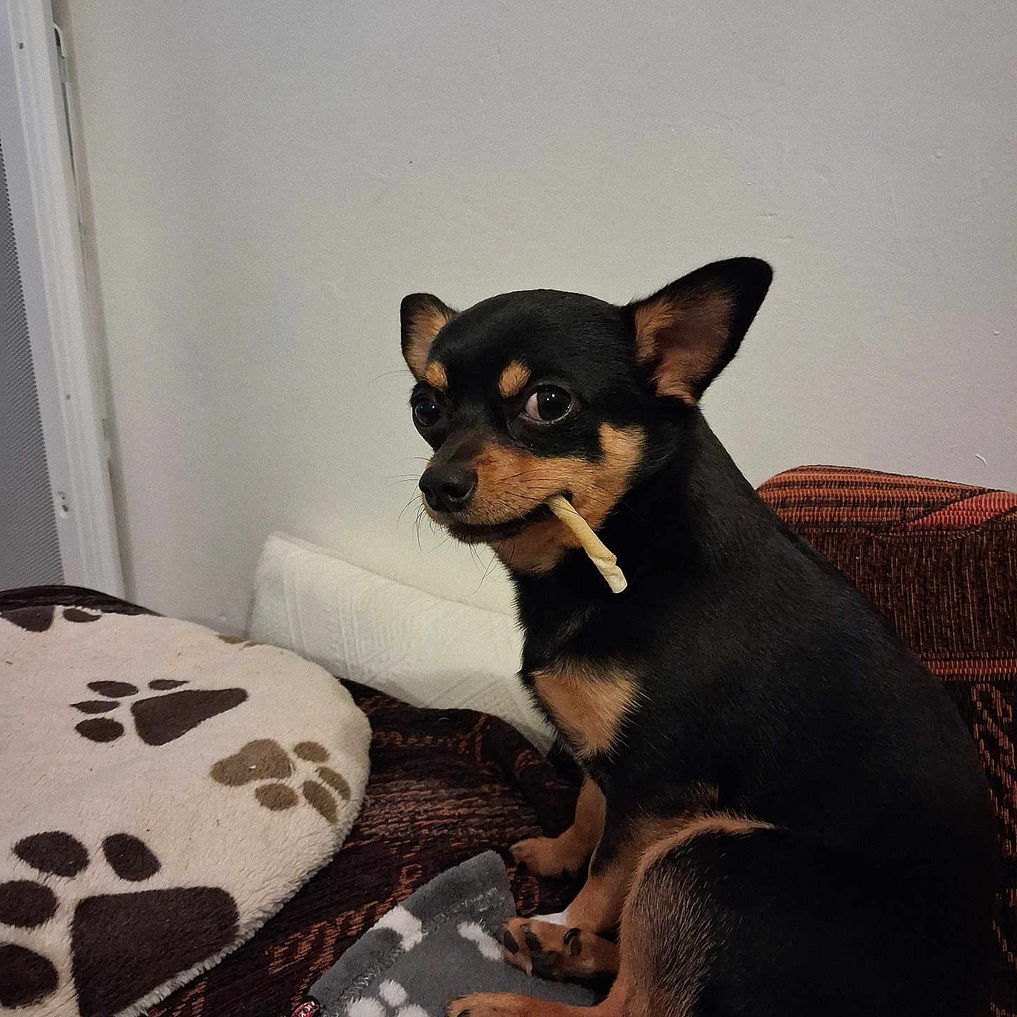 Ziggy a rejoint le concours — aidez-le/la à gagner de superbes lots ! dog, small_dog, black_and_tan, pet, indoor, blanket, paw_prints, chew_stick, canine, cute, animal, companion, furniture, resting, side_view, alert, domestic, cozy, cute_pet, indoors