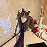 Ash is registered to the contest to win money with this photo: cat, tie, gray_cat, white_paws, indoor, countertop, curious, polka_dot, clothing, shadow, projected_text, tumbler, cup, folded_clothes, beige_wall, domestic, pet, table, household_items, funny