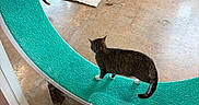 Ash joined the competition — help win amazing prizes! cat, person, indoor, rug, pillow, concrete_floor, laundry_basket, toy, window, glass, scratcher, pet, animal, casual, relaxing, play, seated, brick_wall, clothing, home
