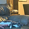 Ash is registered to the contest to win money with this photo: cat, gray_cat, white_cat, leather_couch, hand, furniture, indoor, sitting, relaxing, decor, wall_art, wooden_shelf, cozy, domestic, pet, paw, curious, home, living_room, person