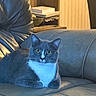 cat, gray_cat, white_chest, yellow_eyes, leather_couch, indoor, furniture, sitting, pet, animal, cozy, home, shelf, book, relaxed, curious, domestic_cat, closeup, portrait, whiskers