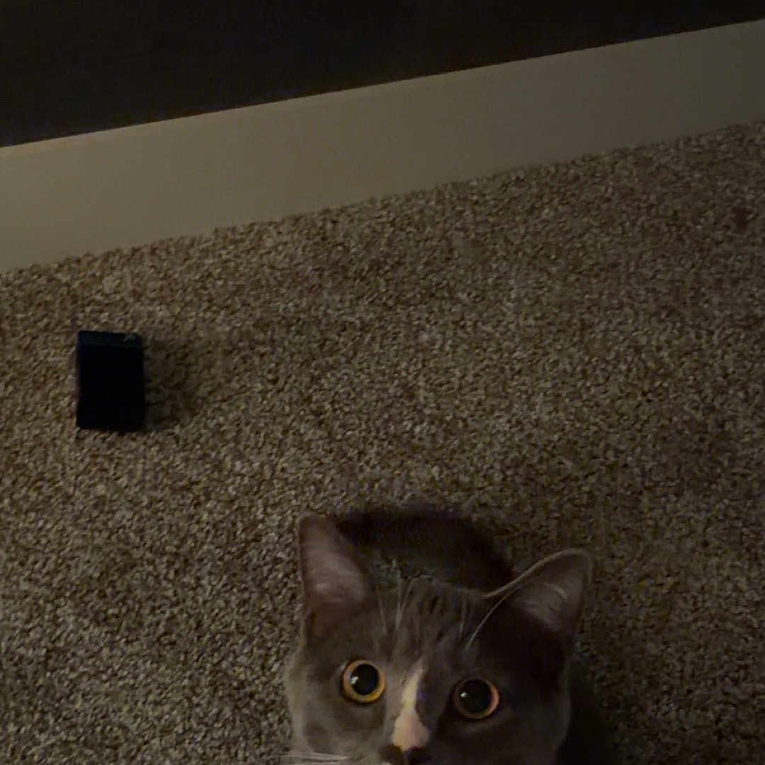 Ash joined the competition — help win amazing prizes! cat, gray_cat, white_cat, carpet, indoor, pet, animal, looking_up, wide_eyes, curious, feline, domestic_cat, floor, fur, whiskers, ears, cute, companion, alert, sitting